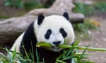 Panda big